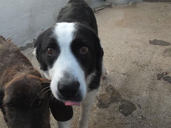 Siria bella e gentile Foto 5