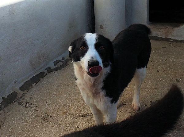 Siria bella e gentile Foto 6