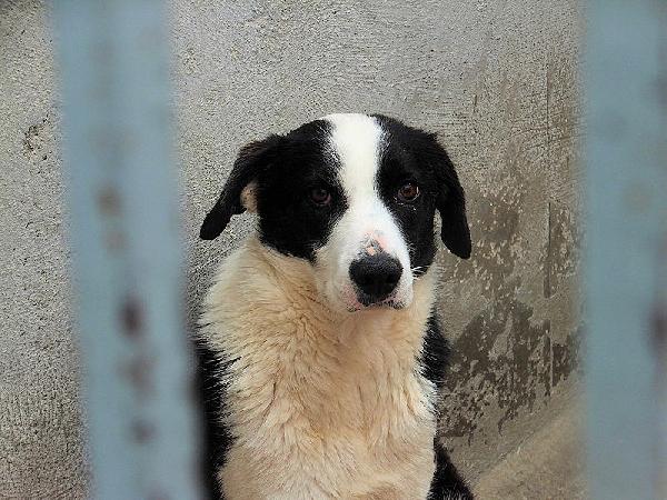 Siria bella e gentile Foto 7