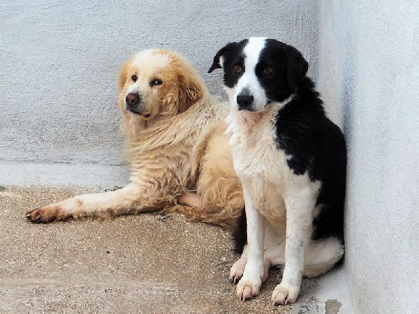 Siria bella e gentile Foto 8