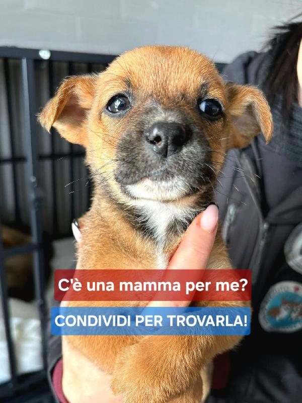 Freccia 🦮 45 Giorni