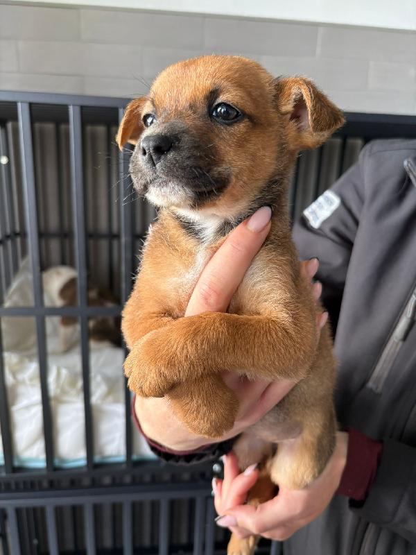 Freccia 🦮 45 giorni Foto 4