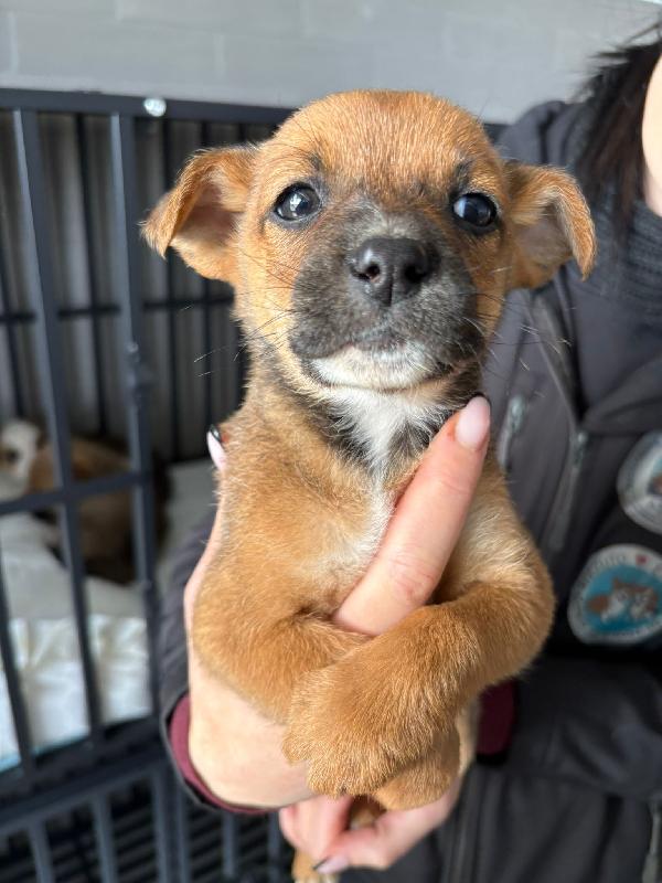 Freccia 🦮 45 giorni Foto 5