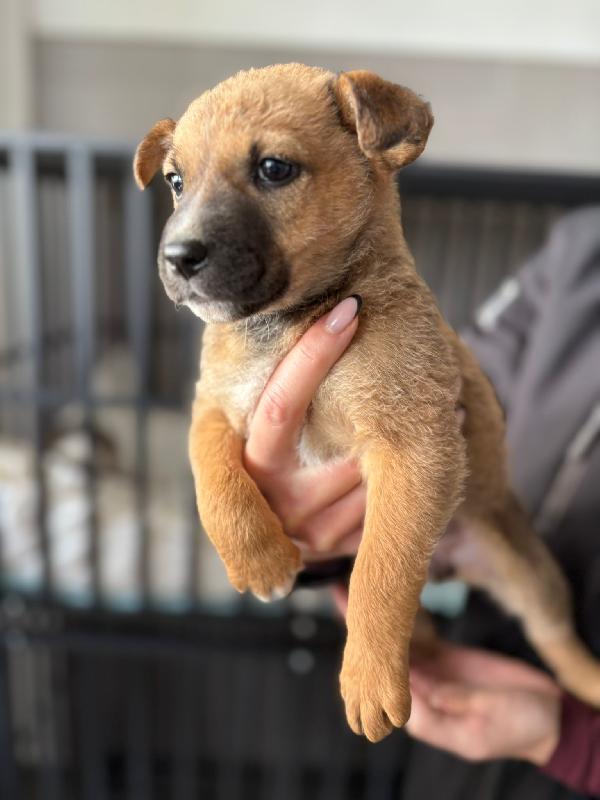 Freccia 🦮 45 giorni Foto 7