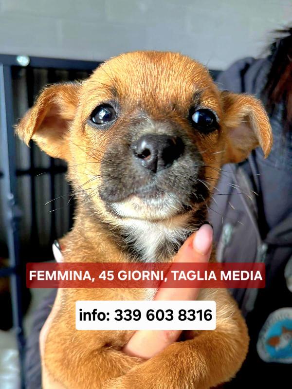 Freccia 💞 45 giorni  Foto 2