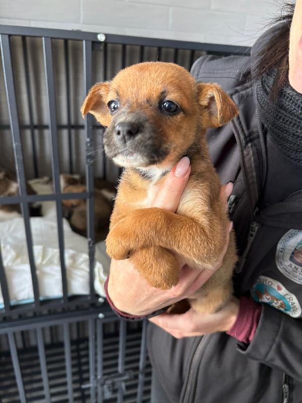 Freccia 💞 45 giorni  Foto 3