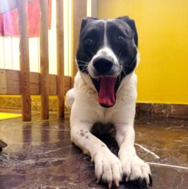 Polka 5anni aspetta ancora casa MILANO SOS Foto 2