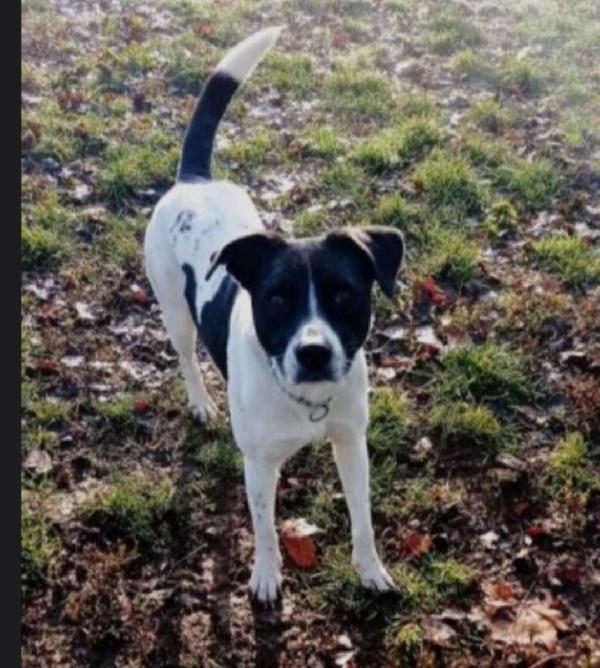 Polka 5anni aspetta ancora casa MILANO SOS Foto 4