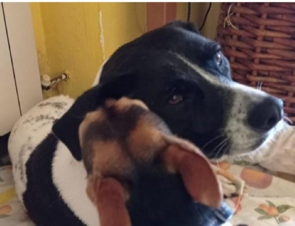 Polka 5anni aspetta ancora casa MILANO SOS Foto 6