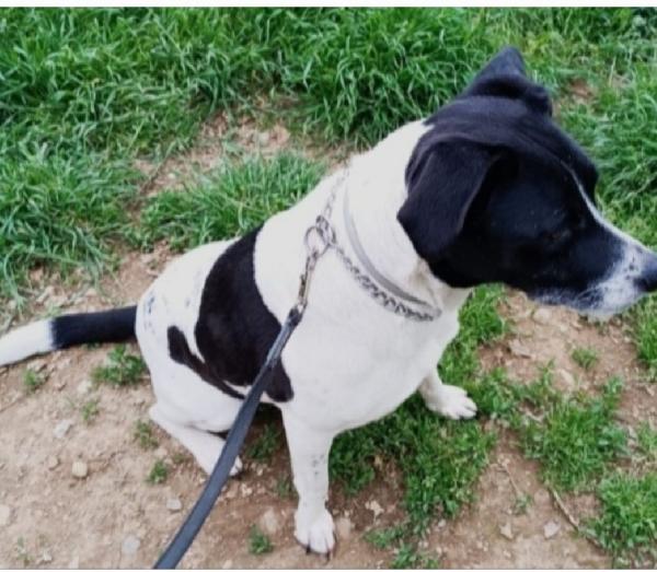 Polka 5anni aspetta ancora casa MILANO SOS Foto 7