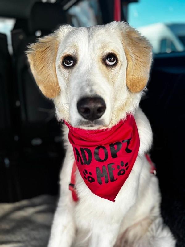 Paula Meravigliosa Cucciolotta Simil Golden Cerca Famiglia 