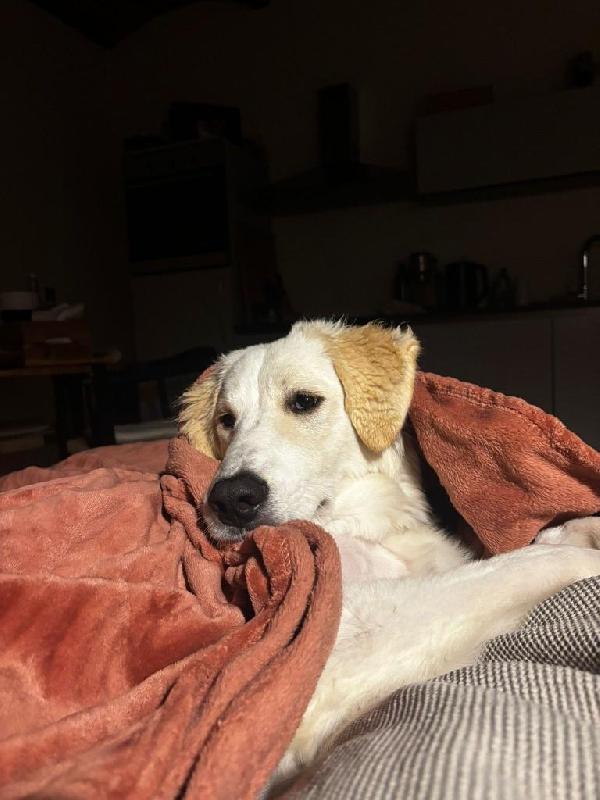 Paula meravigliosa cucciolotta simil Golden cerca famiglia  Foto 2