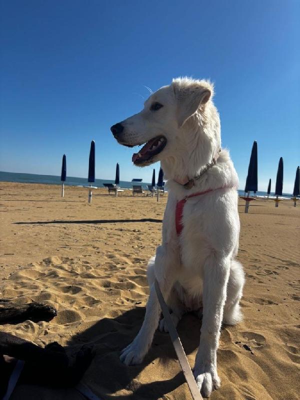 Paula meravigliosa cucciolotta simil Golden cerca famiglia  Foto 3