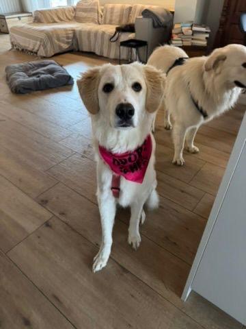 Paula meravigliosa cucciolotta simil Golden cerca famiglia  Foto 4