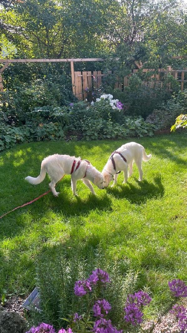 Paula meravigliosa cucciolotta simil Golden cerca famiglia  Foto 6