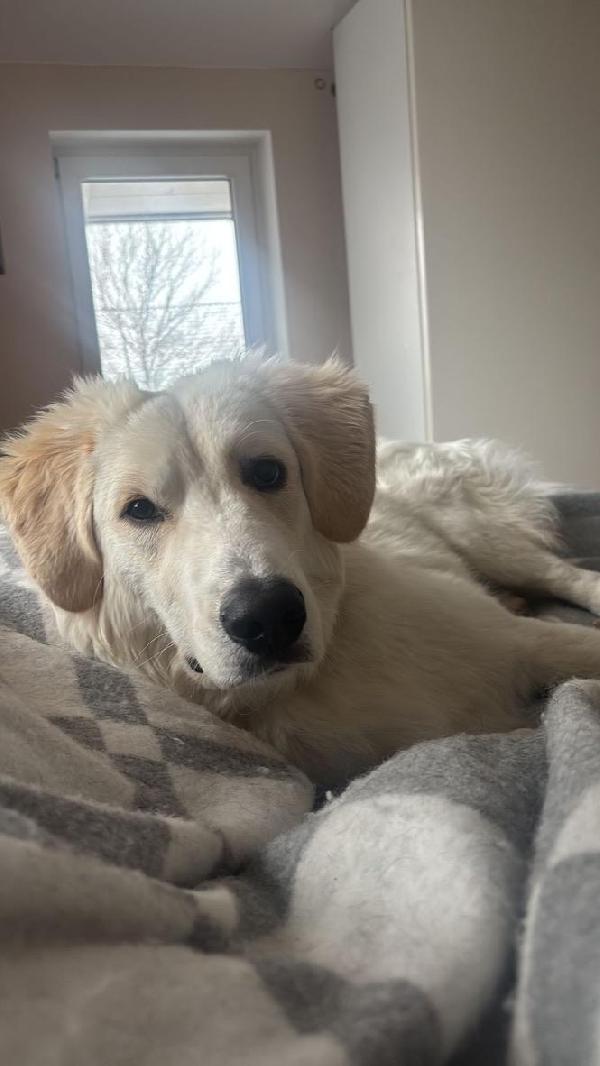 Paula meravigliosa cucciolotta simil Golden cerca famiglia  Foto 9