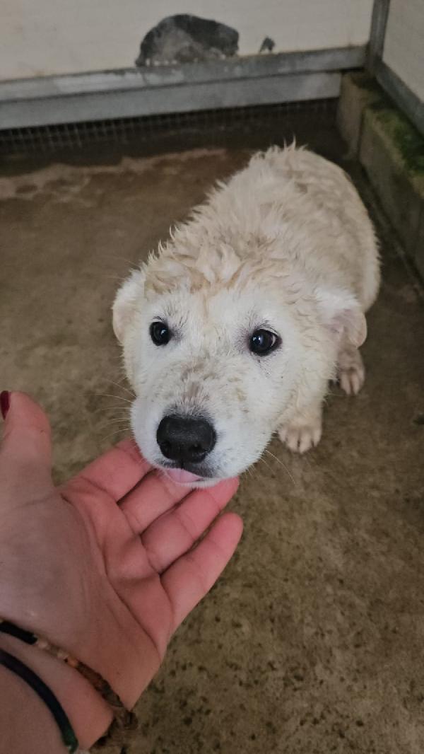 Puda: 4 Mesi Taglia Grande 