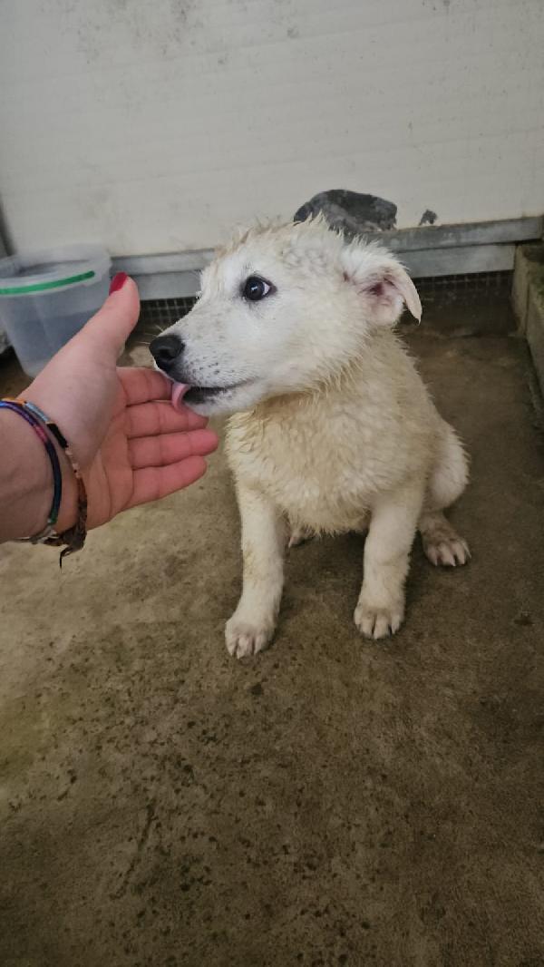 Puda: 4 mesi taglia grande  Foto 2