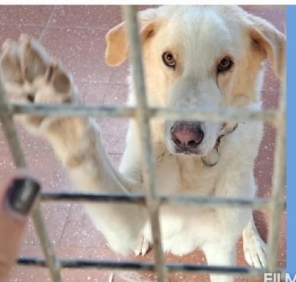 Mia Mix Labrador 5Anni Mollata In Canile Anni Fa.lazio