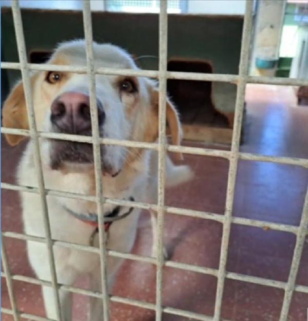 Mia mix Labrador 5anni mollata in canile anni fa.LAZIO Foto 2