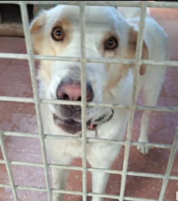 Mia mix Labrador 5anni mollata in canile anni fa.LAZIO Foto 3