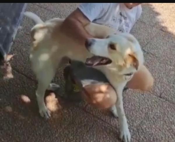 Mia mix Labrador 5anni mollata in canile anni fa.LAZIO Foto 4