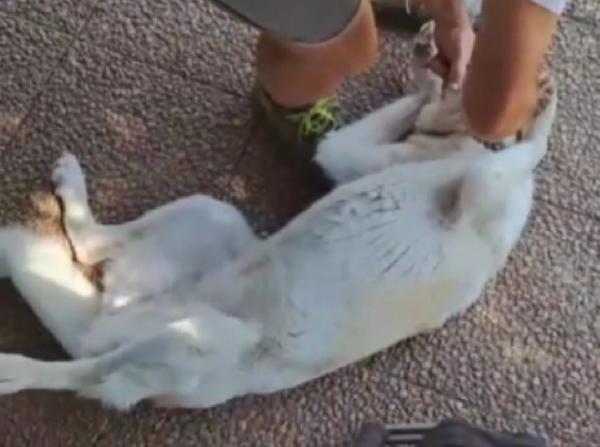 Mia mix Labrador 5anni mollata in canile anni fa.LAZIO Foto 5