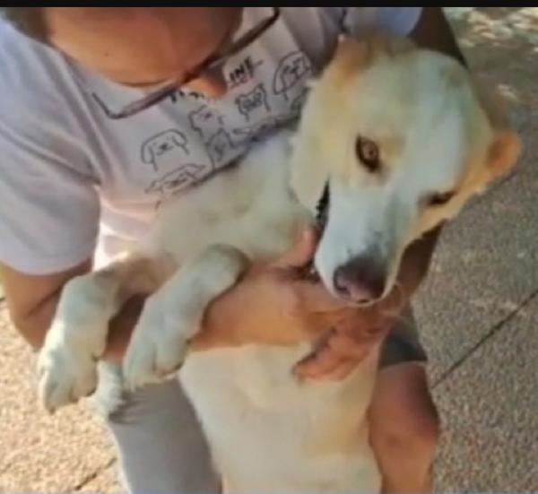 Mia mix Labrador 5anni mollata in canile anni fa.LAZIO Foto 7