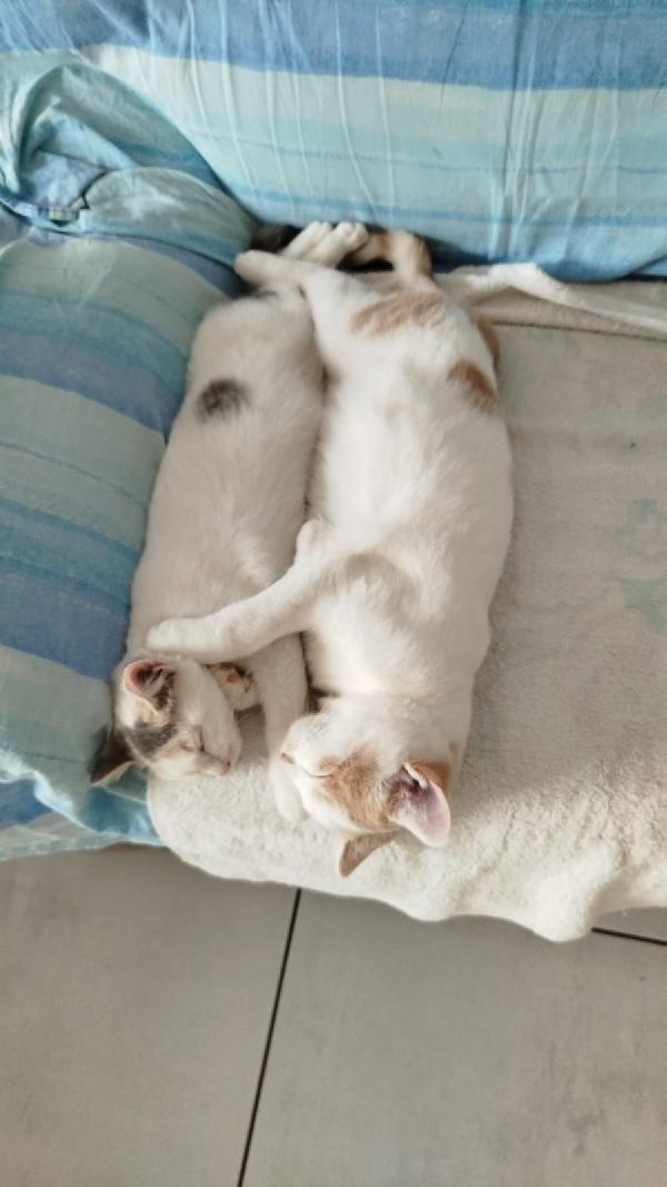 Dolcissimi Micini Di 5 Mesi