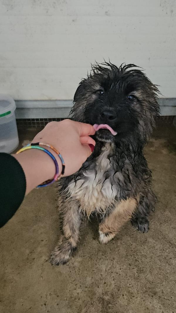 Bobby: 4 Mesi Taglia Grande 