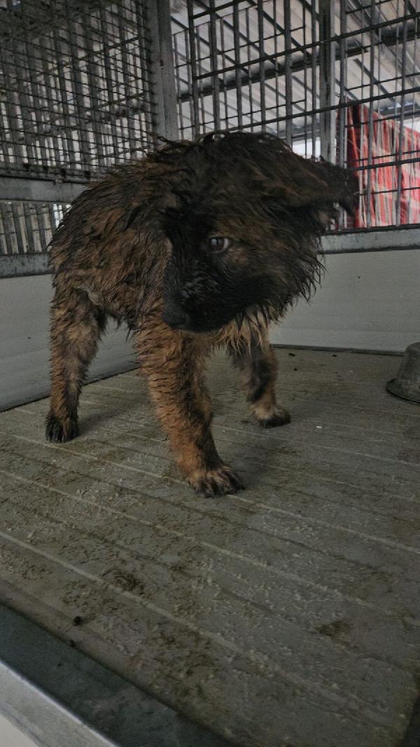 Bobby: 4 mesi taglia grande  Foto 2