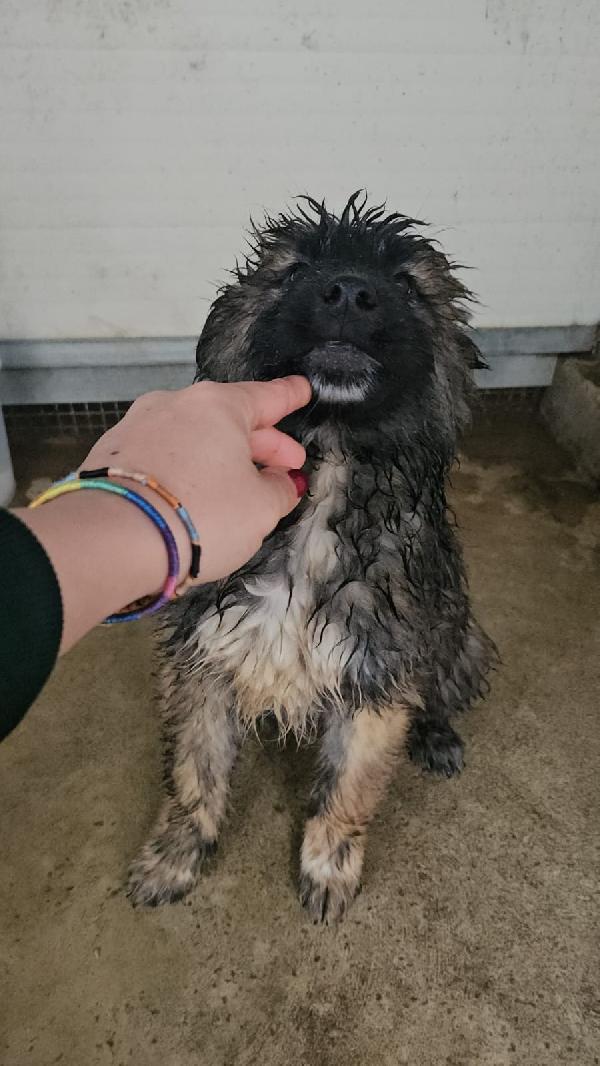 Bobby: 4 mesi taglia grande  Foto 3