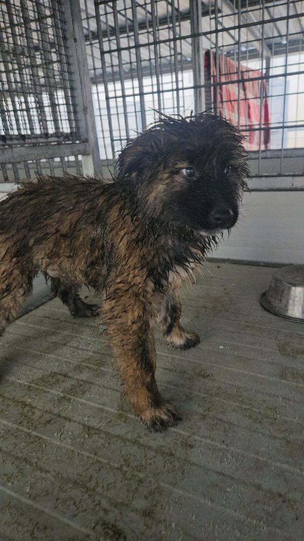 Bobby: 4 mesi taglia grande  Foto 4