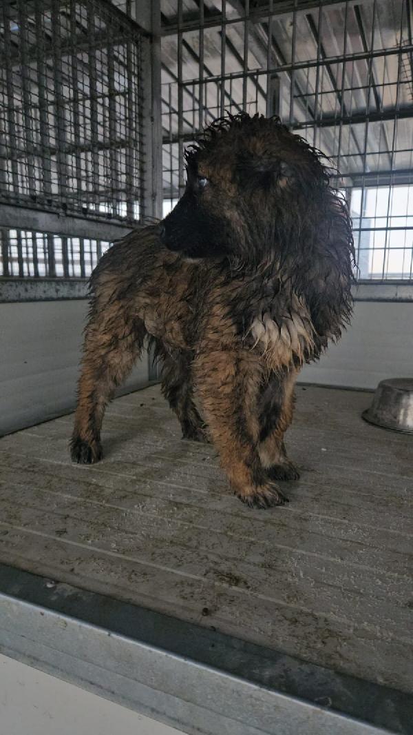 Bobby: 4 mesi taglia grande  Foto 5