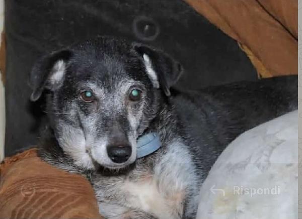 Mara 13Anni Lunedi Va In Canile! Non La Vogliono Più!