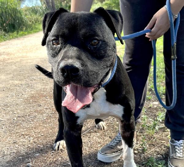 Tyson 2, Meraviglioso Pitt