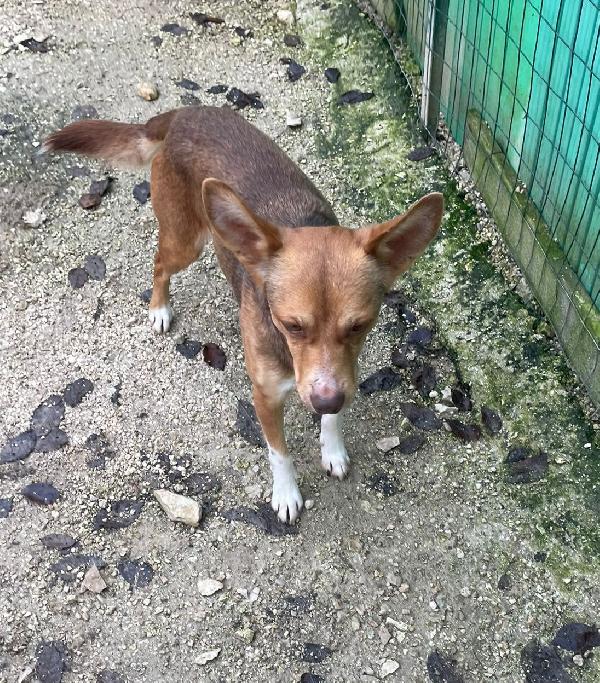 8 kili di dolcezza : CANGU Foto 2