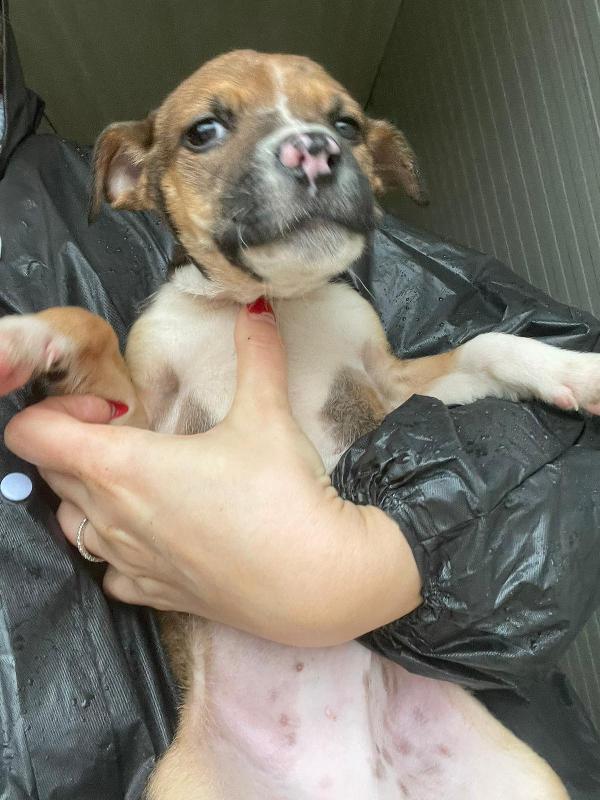 IL DOLCE CHOCO Foto 2