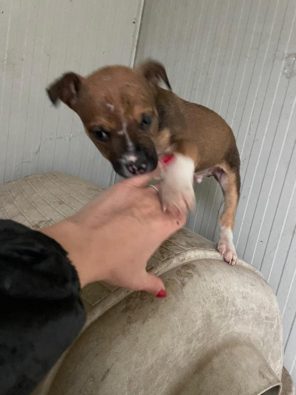 IL DOLCE CHOCO Foto 4