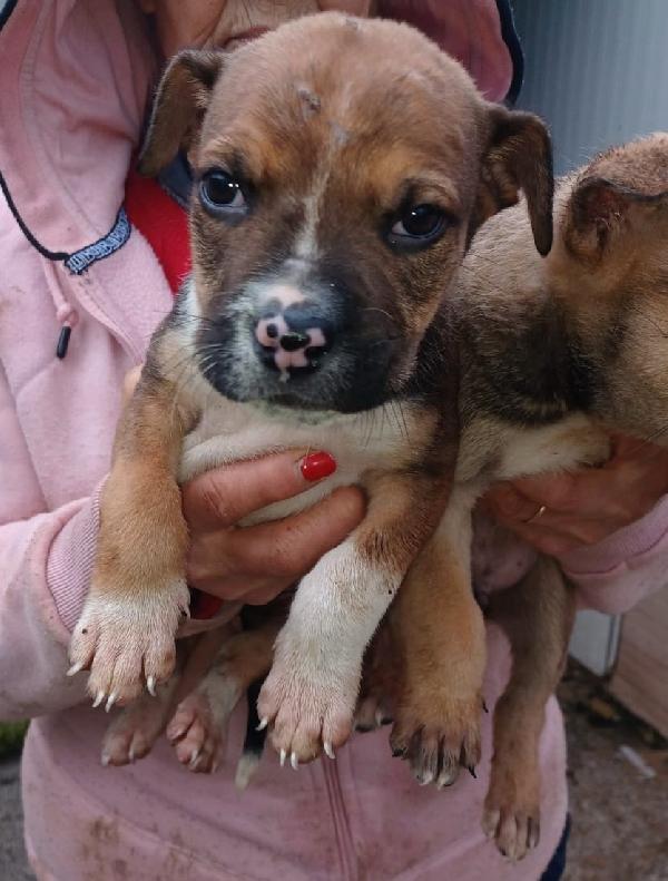 IL DOLCE CHOCO Foto 7