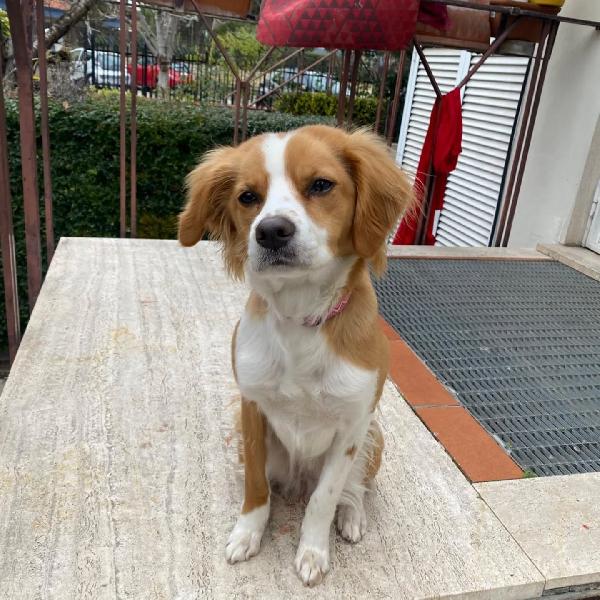 ARIEL 1 anno mix breton cerca casa - cagnolina taglia piccola in adozione  Foto 3