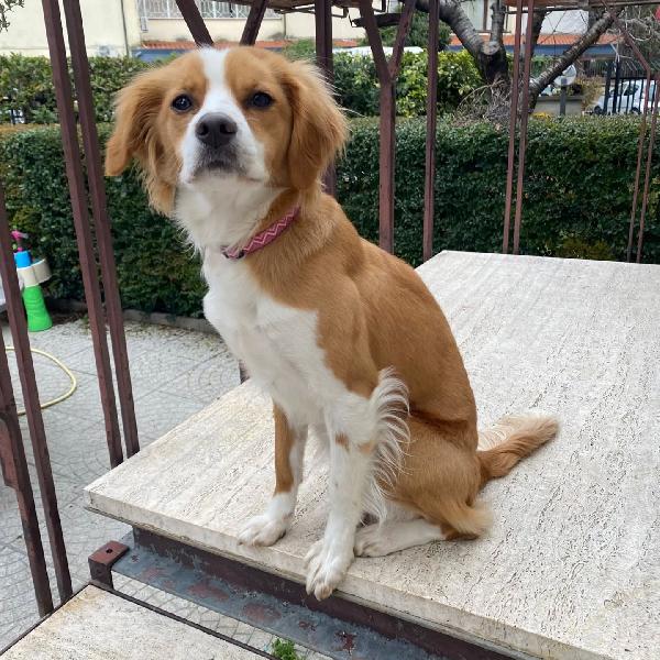 ARIEL 1 anno mix breton cerca casa - cagnolina taglia piccola in adozione  Foto 4