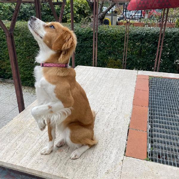 ARIEL 1 anno mix breton cerca casa - cagnolina taglia piccola in adozione  Foto 5