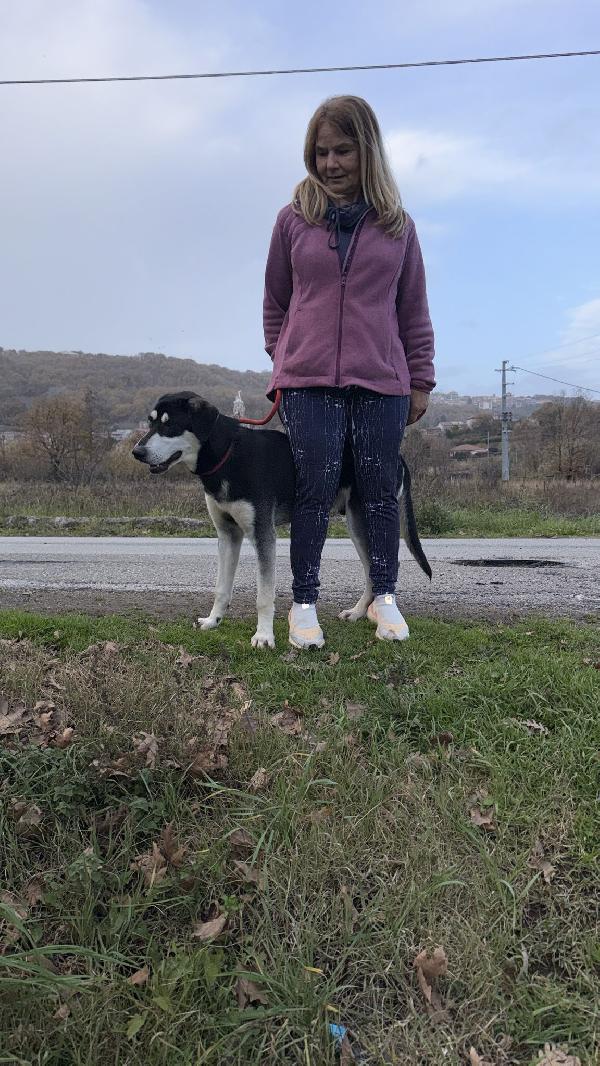 🌟🐾 denny 🐾🌟 visibile a bologna splendido in adozione  Foto 4