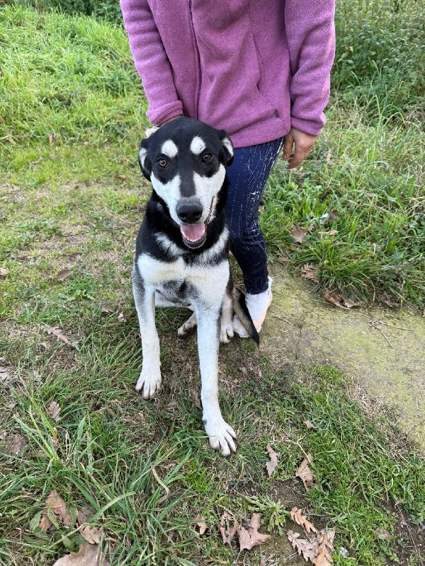 🌟🐾 denny 🐾🌟 visibile a bologna splendido in adozione  Foto 6