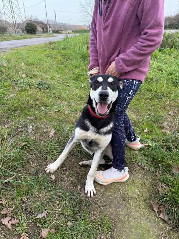 ♥️🐾 denny 🐾♥️ si trova a bologna ed è in adozione  Foto 4