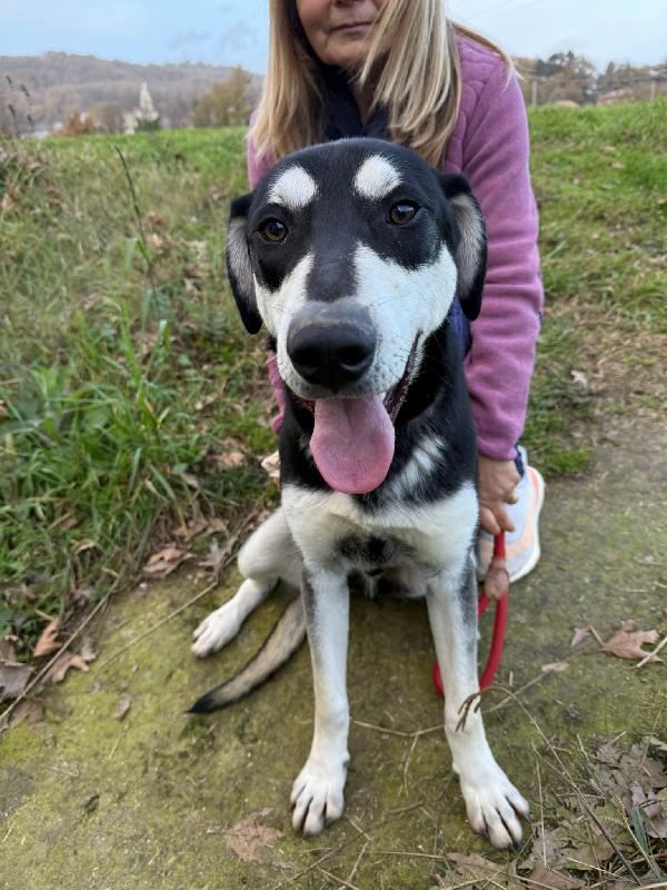 ♥️🐾 denny 🐾♥️ si trova a bologna ed è in adozione  Foto 7