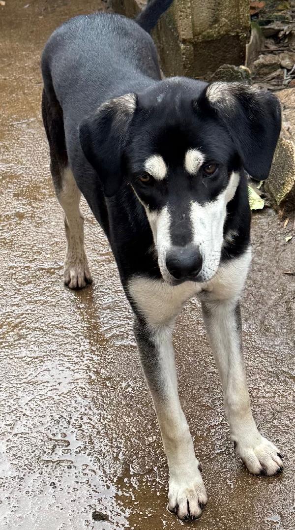 💙🐾 denny 🐾💙 si trova a bologna è  in adozione  Foto 3