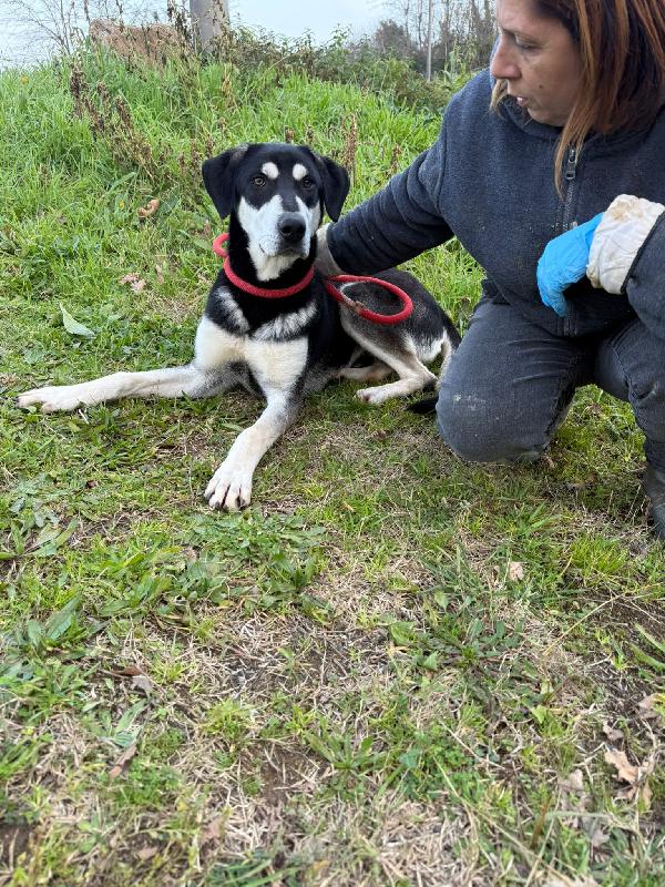 💙🐾 denny 🐾💙 si trova a bologna è  in adozione  Foto 10