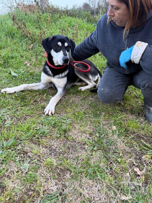 🔆🐾 denny 🐾🔆 visibile a bologna ♥️ in adozione  Foto 9